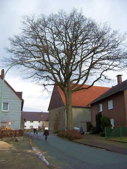 Bild 2 von Eiche am Klimberg